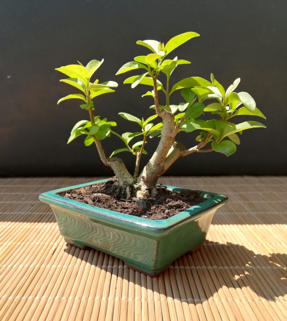 Ligustrum_#2_Position_2.jpg