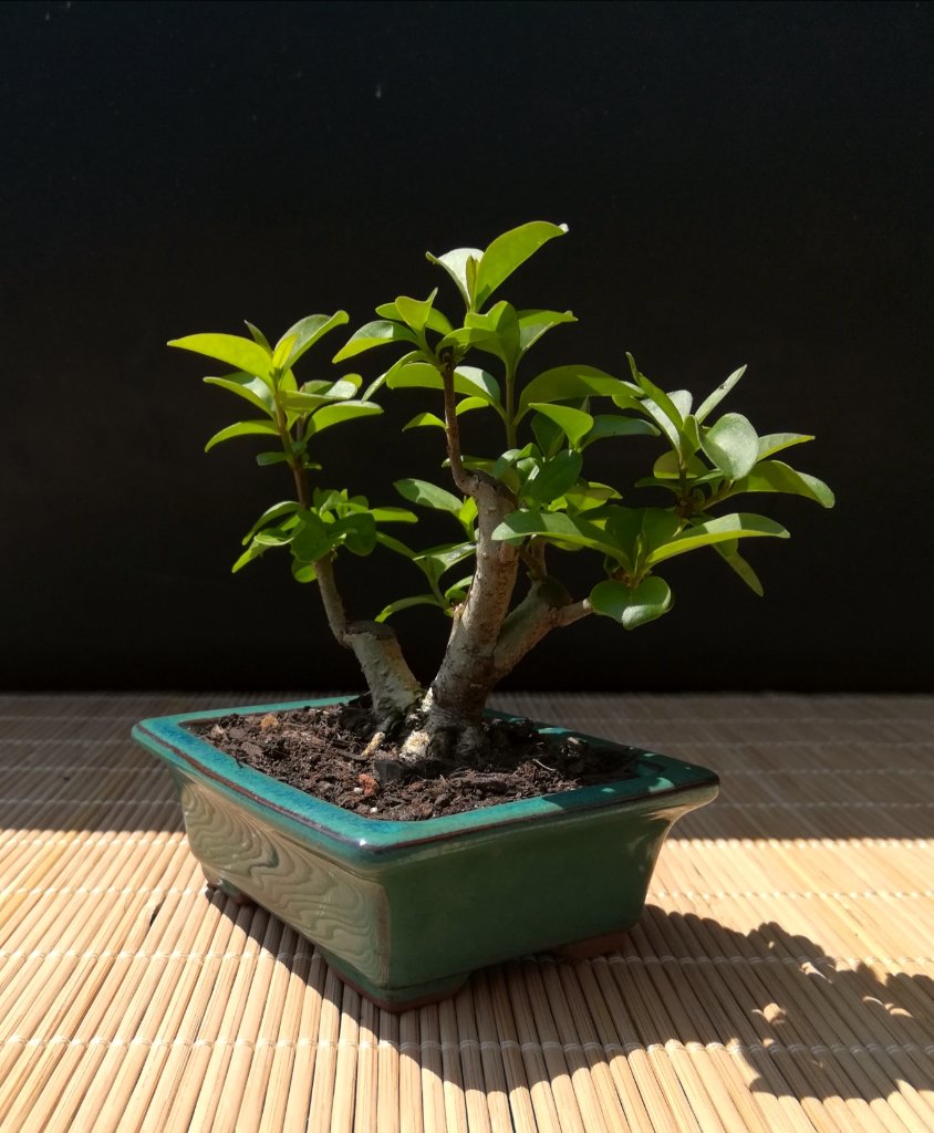 Ligustrum_#2_Position_3.jpg