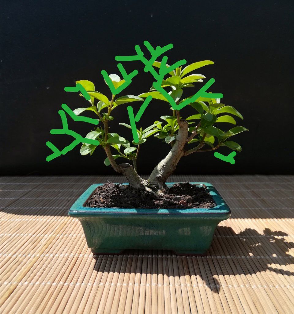 Ligustrum_#2_Visual_1.jpg