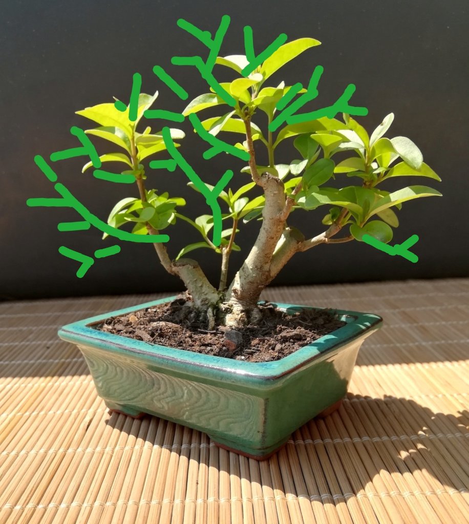 Ligustrum_#2_Visual_2.jpg