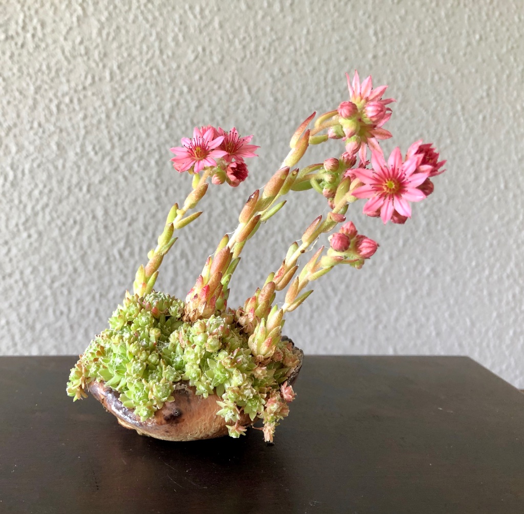 Hauswurz in 5 cm-Schale