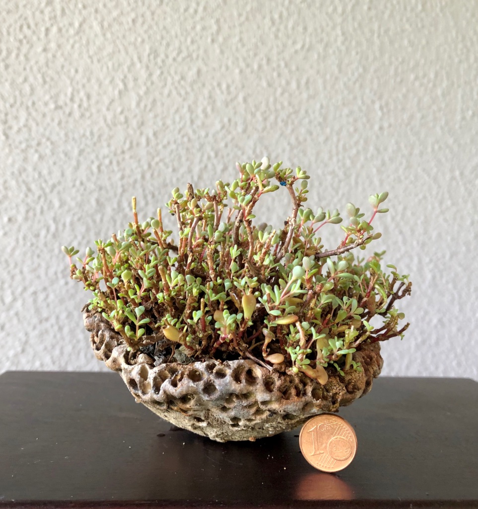 Sedum pluricaule karmin