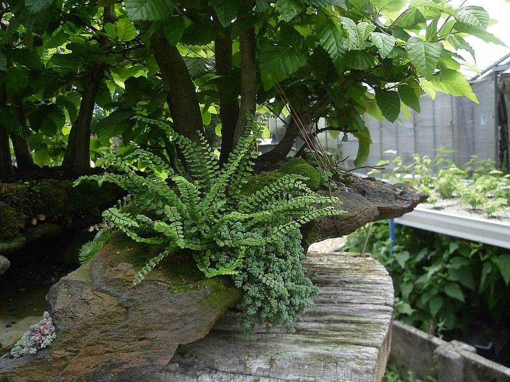 comp_2P1020745.jpg