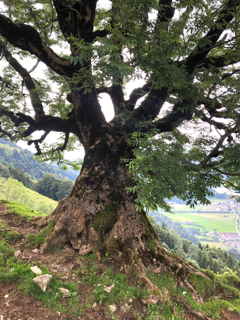 Gebirgsesche als Gestaltungsvorbild