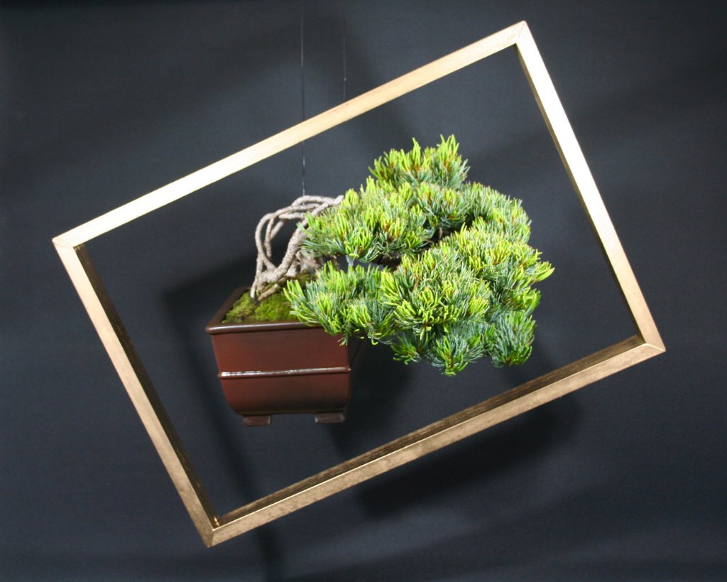 baum1-abardo-1.JPG