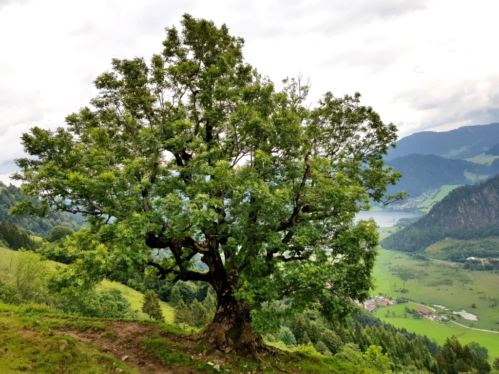 Esche als Gestaltungsvorbild dieser Zelkove