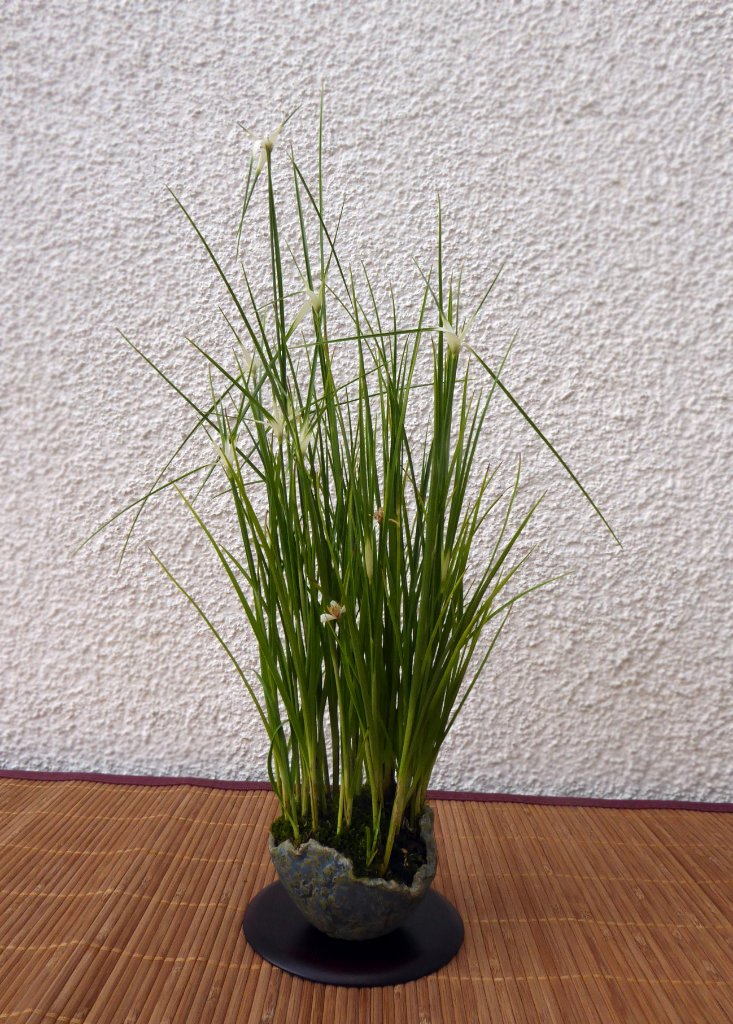 "Sternentänzer" - Schnabelriede Rhynchospora colorata