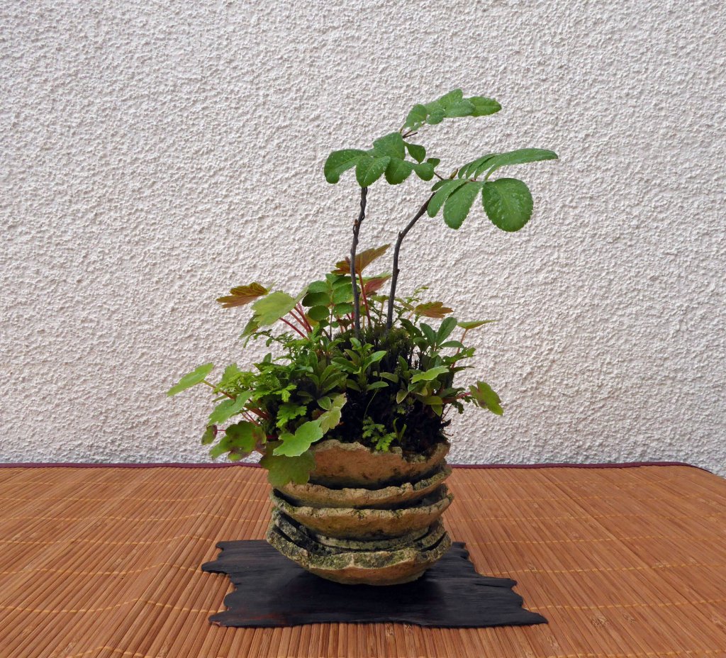 Kusamono im Japanschälchen - es symbolisiert die zusammengebrannten Geschirrstapel nach dem Atombombenabwurf