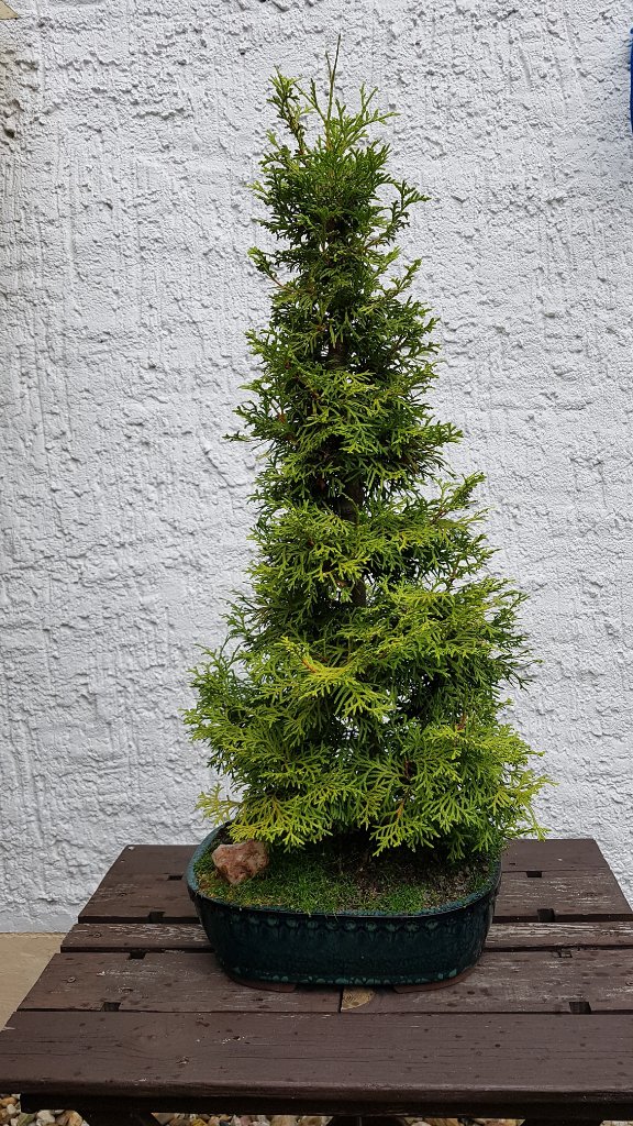 Thuja.jpg