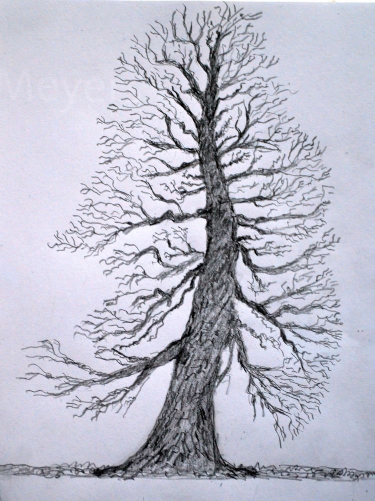Zelkova s. Zukunftszkizze Dez.2015.jpg