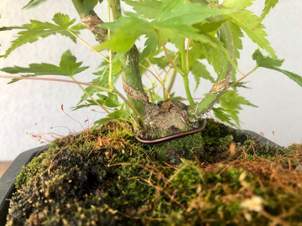 der kleine Seitentrieb wird später mal der Gipfel werden. Ca. 5-7 mm Abstand vom damaligen Bohrloch war optimal, dass die Knospen nicht in den Kallus einwachsen und absterben