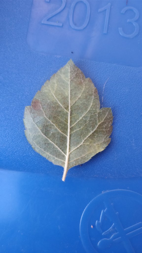 Blatt unten
