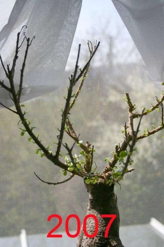 Bonsai_1.jpg