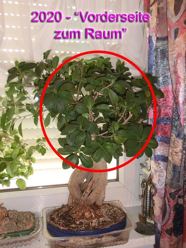 Bonsai_4_.jpg