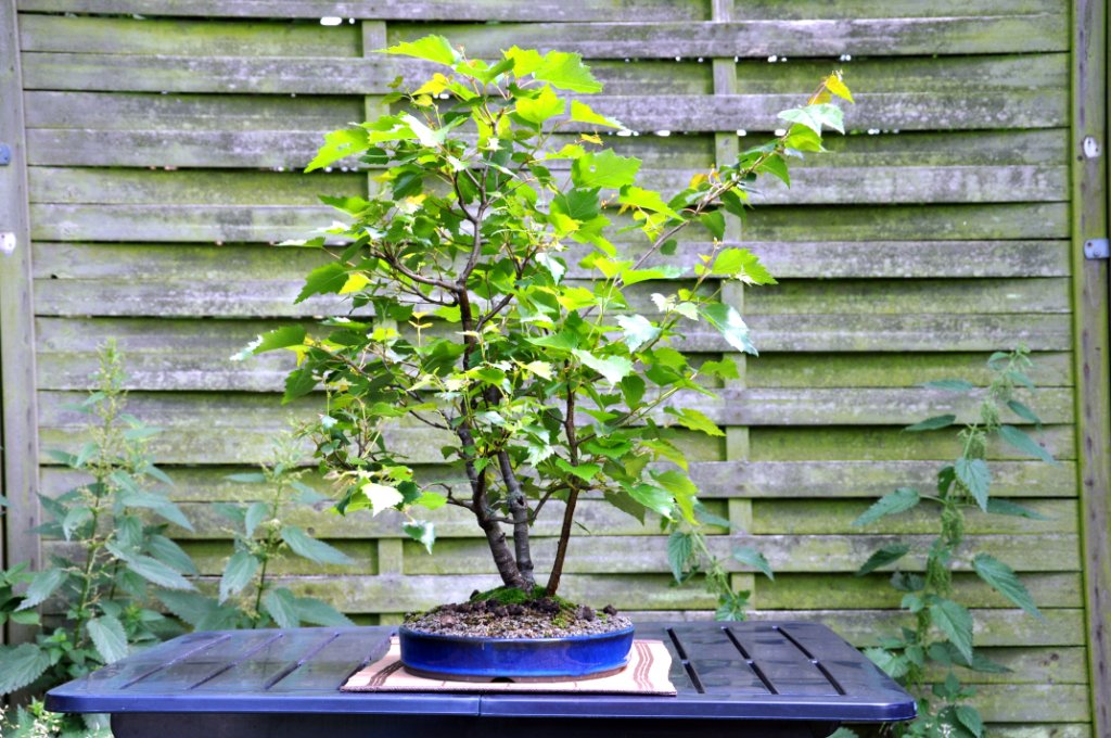 20110710d.jpg