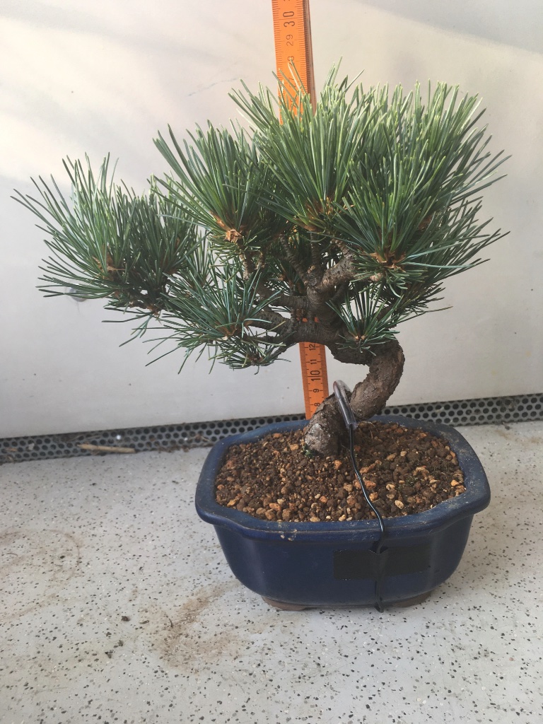 20 cm ab schalenrand