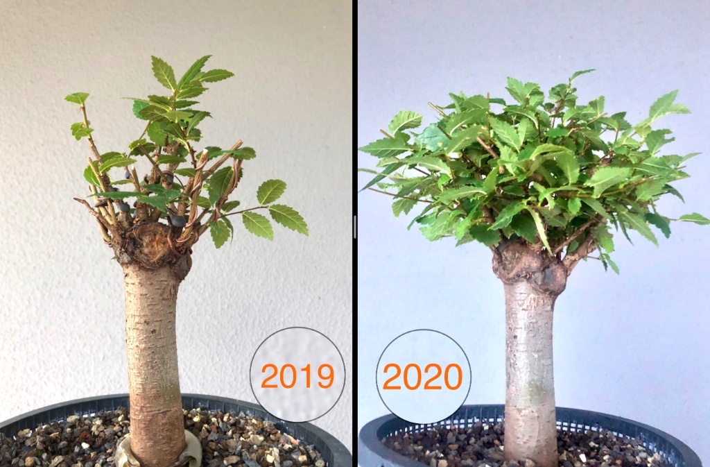 Vergleich Juli 2019 und Juli 2020
