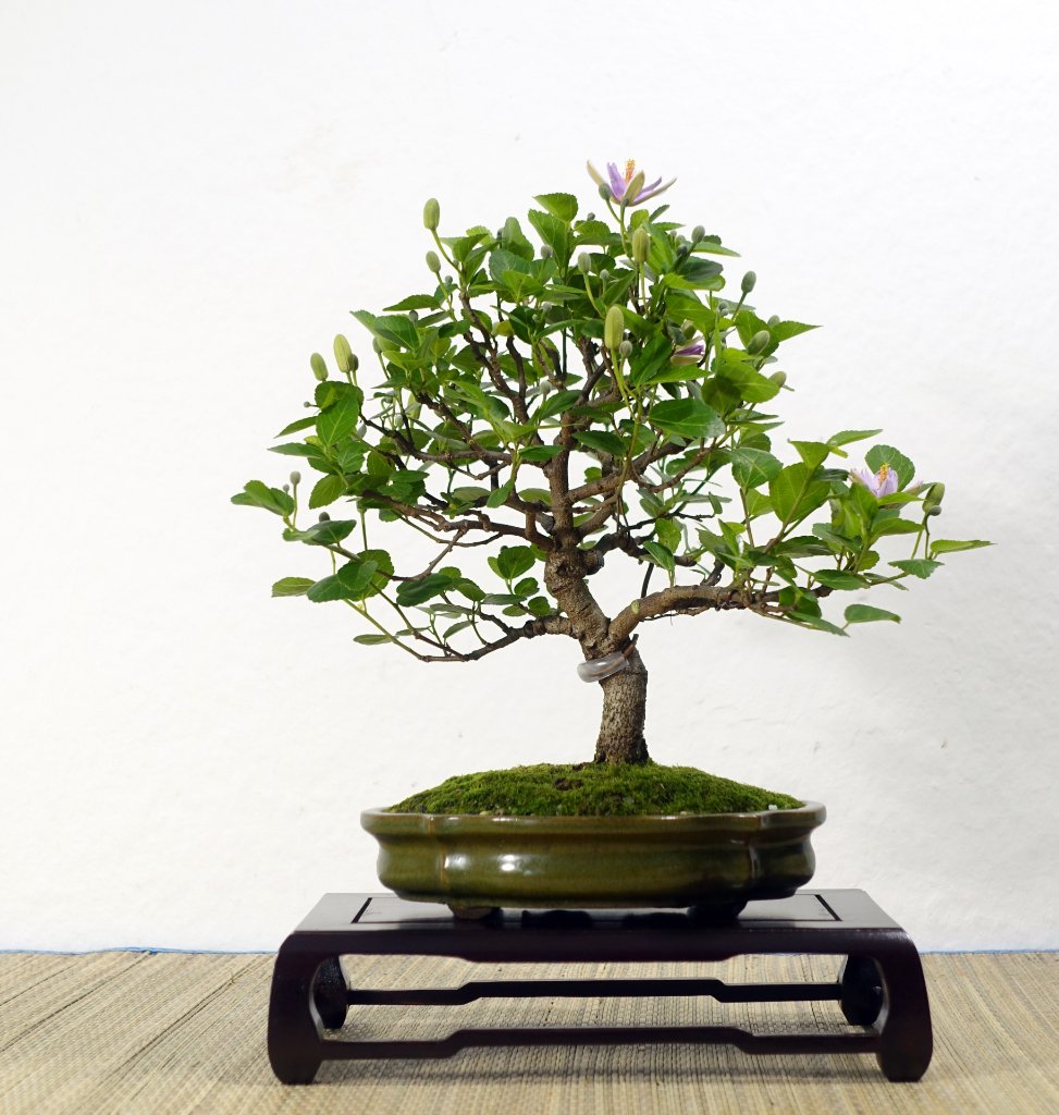 diese steht bereits in einer Schale<br />Höhe ca. 20 cm