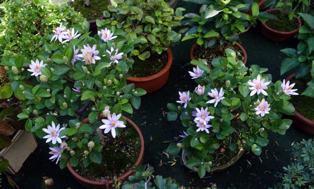 jeden Tag gehen weitere Blüten auf