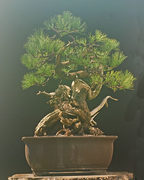 2008-08-NSC_6492v.jpg