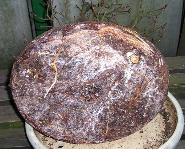 1102200501fagusfungi.jpg