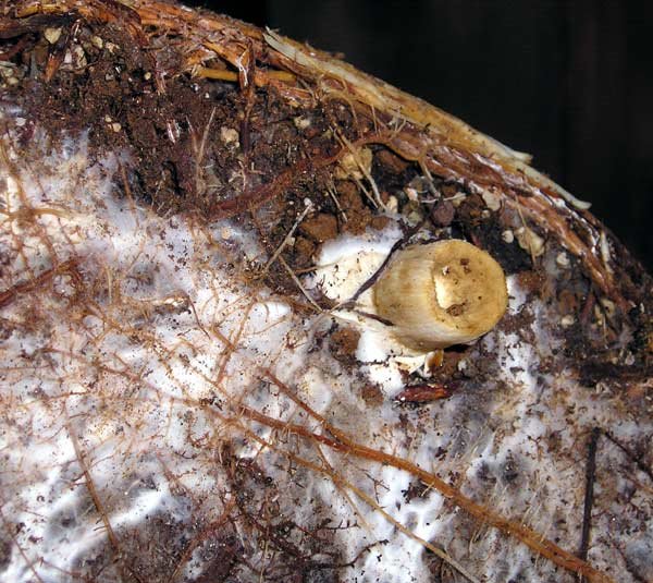 1102200502fagusfungi.jpg