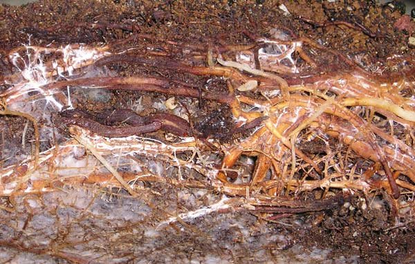 1102200504fagusfungi.jpg