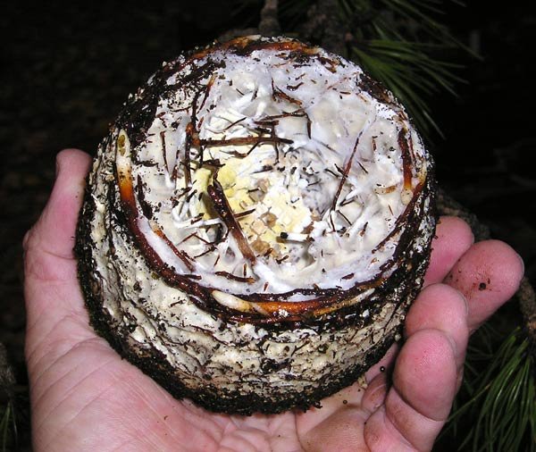 1102200515p.n.a.fungi.jpg