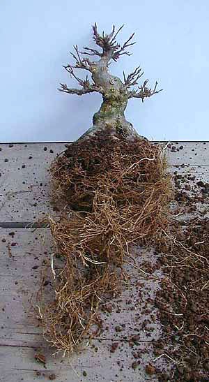 umtopfen-2.jpg