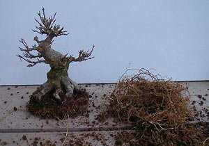 Umtopfen-3.jpg