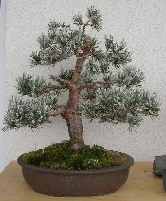 winter05.JPG