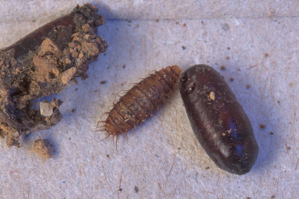 AB7_3069.jpg