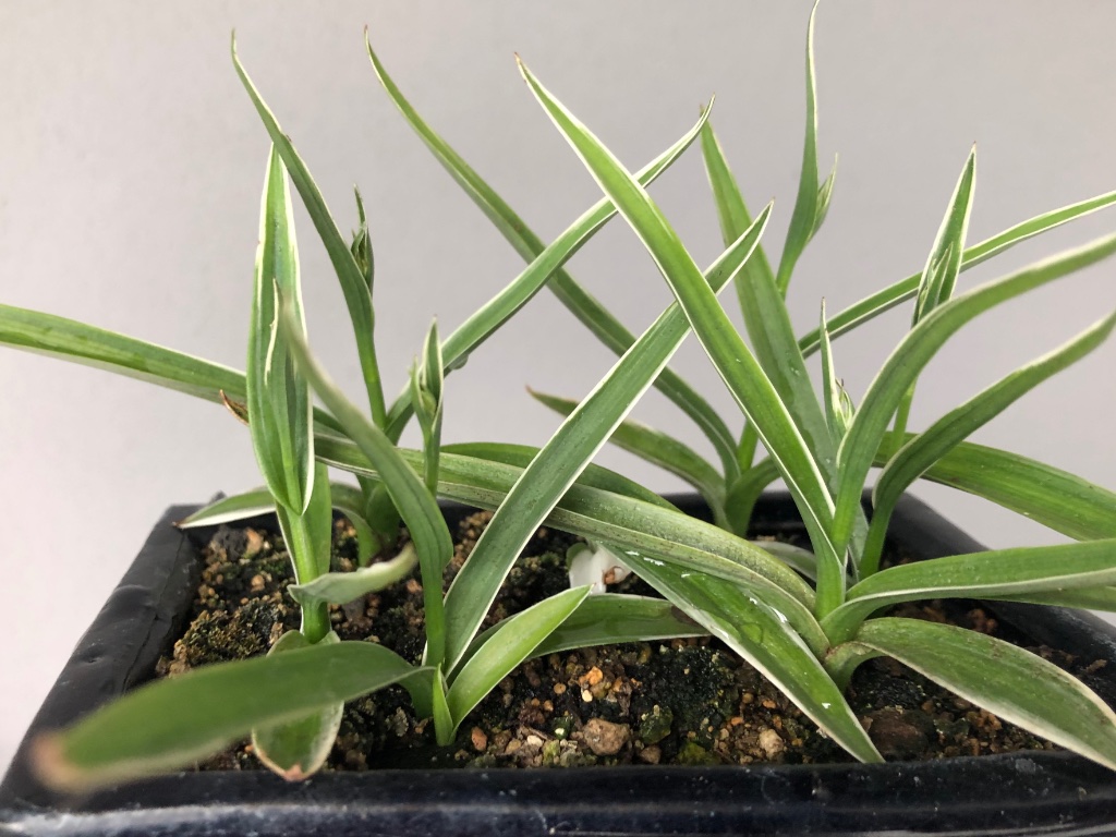 links im Vordergrund entwickelt sich eine weitere Vogelblume. Dafür kümmert die Panaschierte hinten mittig vor sich hin.