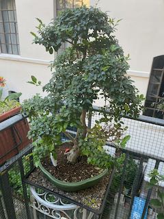 IMG_7547.jpeg