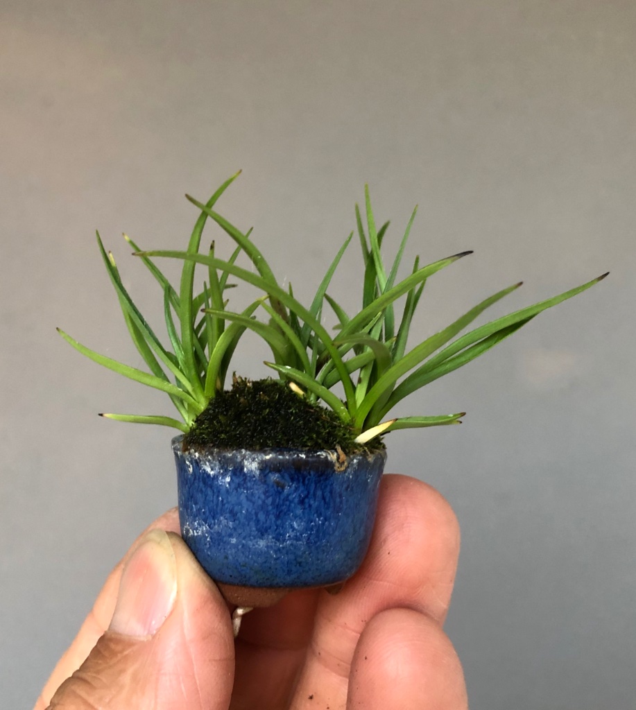 Rhodohypoxis