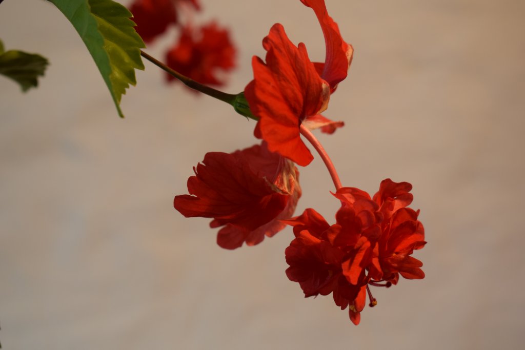 DSC_0127.JPG