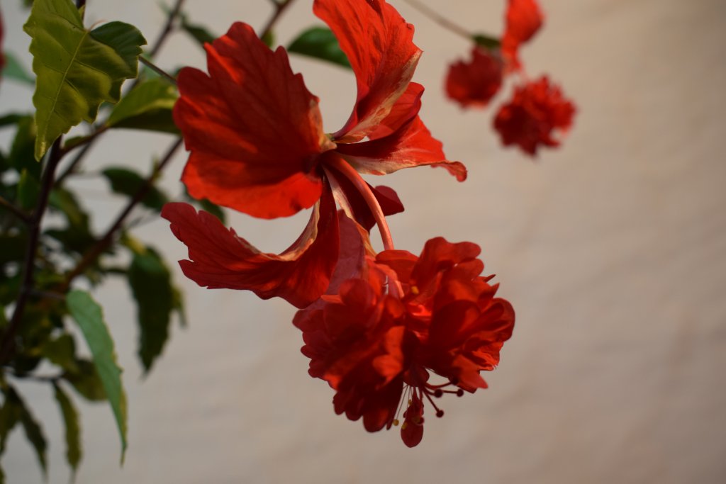 DSC_0128.JPG