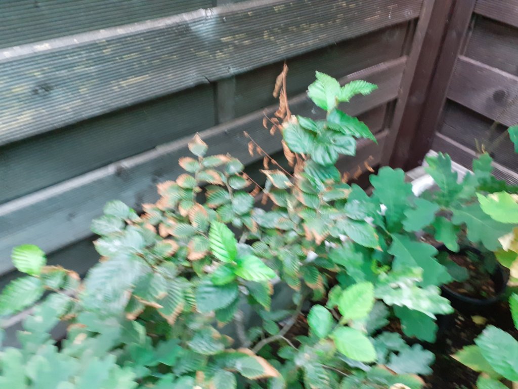 20200813_183944.jpg