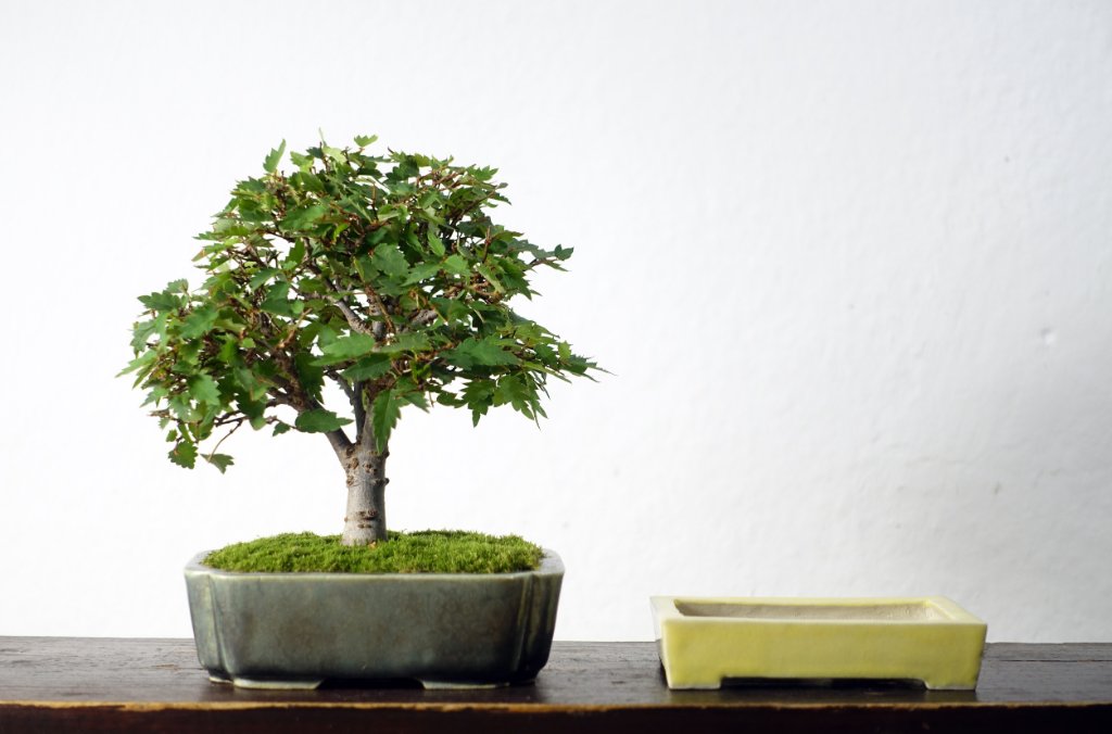 Zelkova serrata mit ihrem aktuellen und dem neuen Schuh
