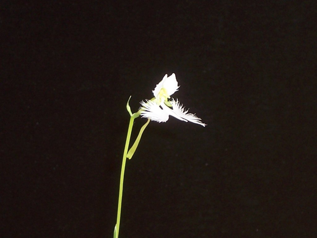 100_5950.jpg