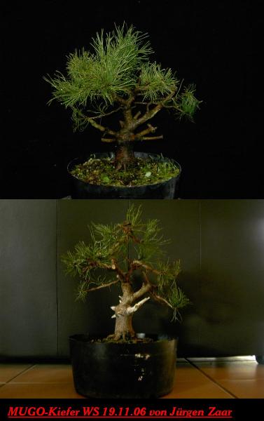 MUGO-Kiefer3.JPG