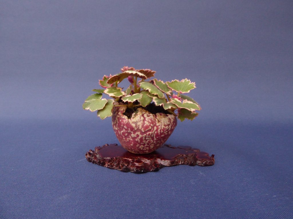 hängender Steinbrech Saxifraga stolonifera ‚Tricolor‘ <br />Schale Klika/Kuratkova
