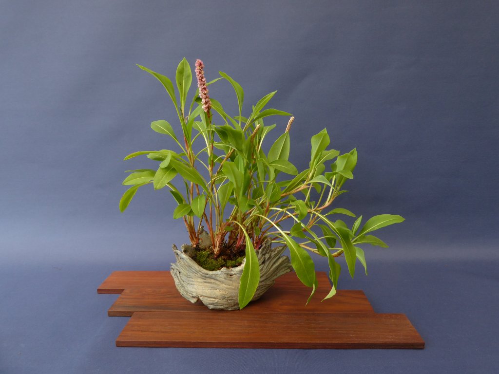 Wiesenknöterich Polygonum bistorta<br />Schale Klika