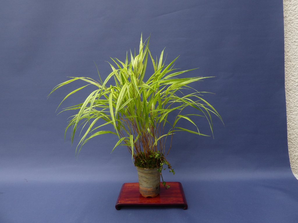 Japan-Waldgras Hakonechloa macra 'Aureola'