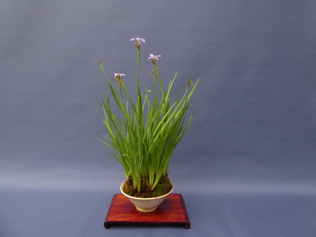 blaue Binsenlilie Sisyrinchium angustifolium