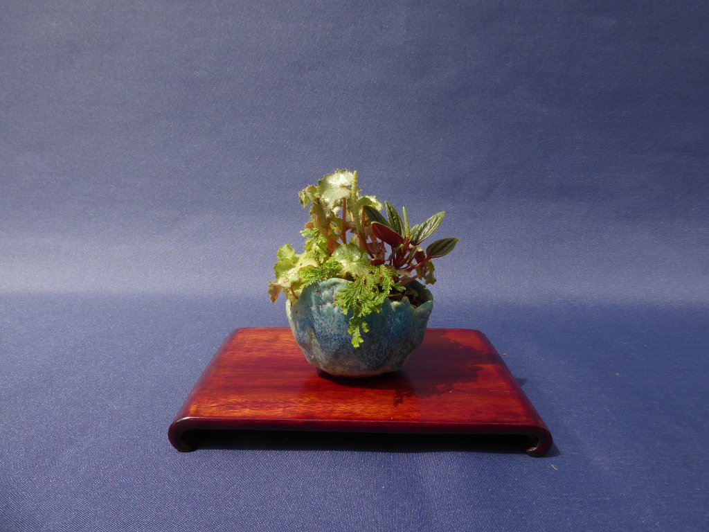 Peperomia, Moosfarn, Begonie