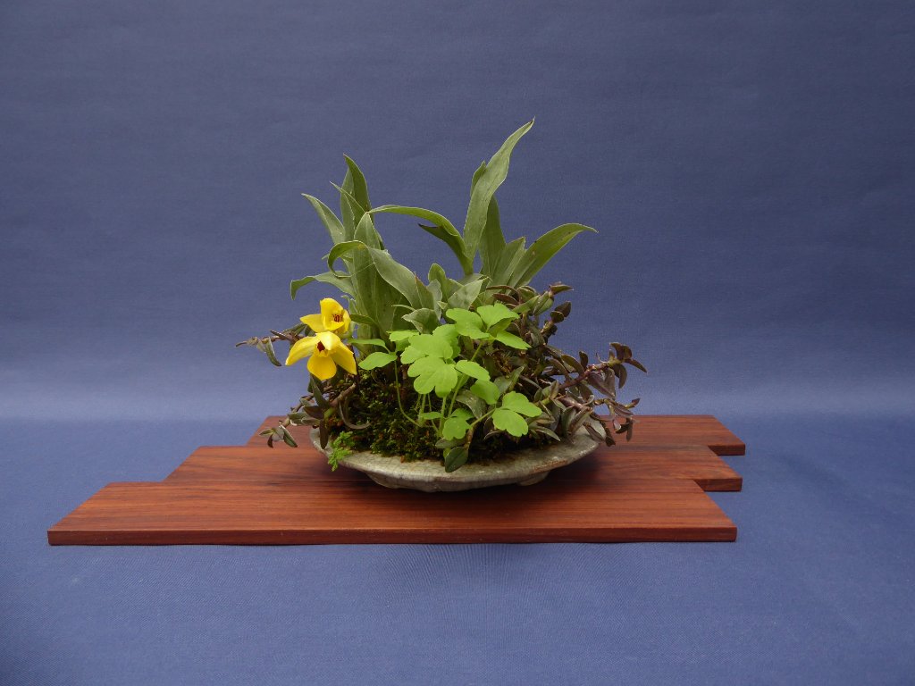 Kusamono mit 2 Orchideenarten