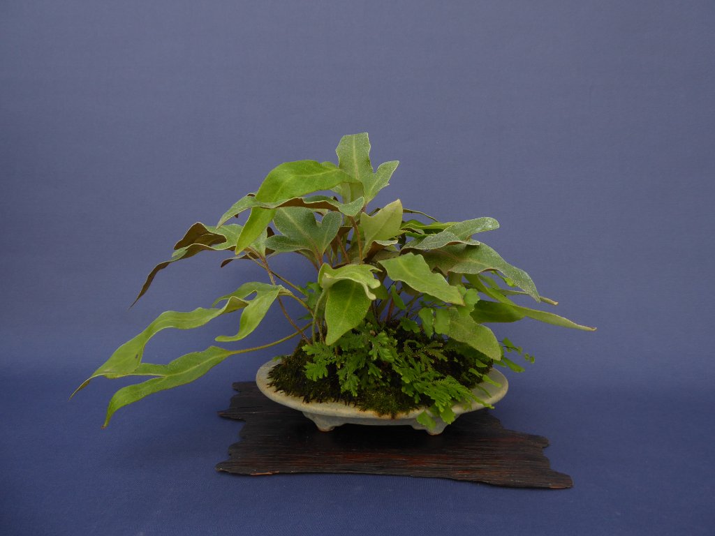 Filzfarn Pyrrosia