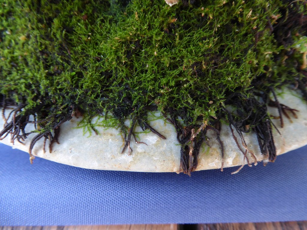 P1080244.JPG