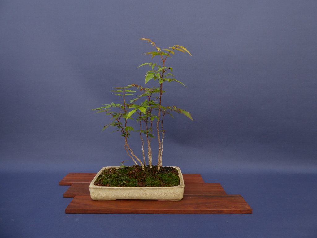 Essigbaum Rhus succedanea
